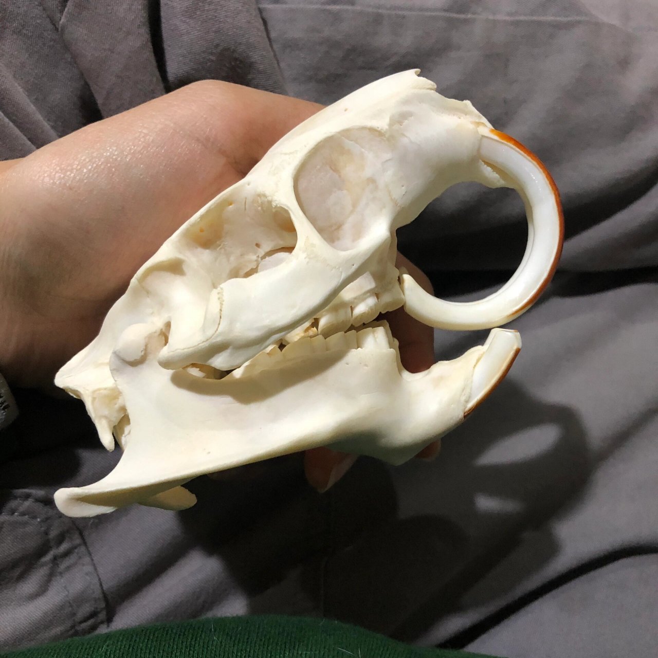 可可爱爱的牙齿 海狸鼠骨骼标本 这牙长得是蛮长,喜欢