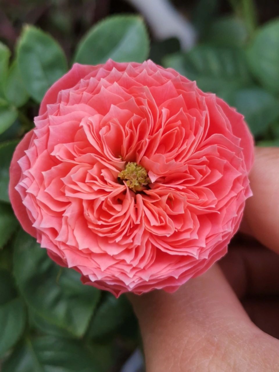 天狼自育月季:朱砂碗 夏天天气热时,花型不够包,花色较淡.