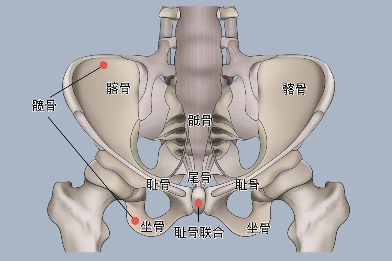 90位置 髋骨是骨盆两侧的骨头