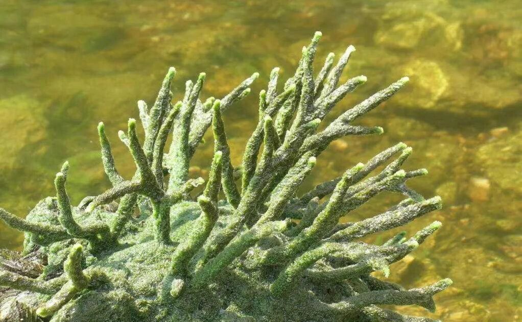 老家河里常见的植物,是一价难求的中药材 紫梢花【别名】紫霄花,花子