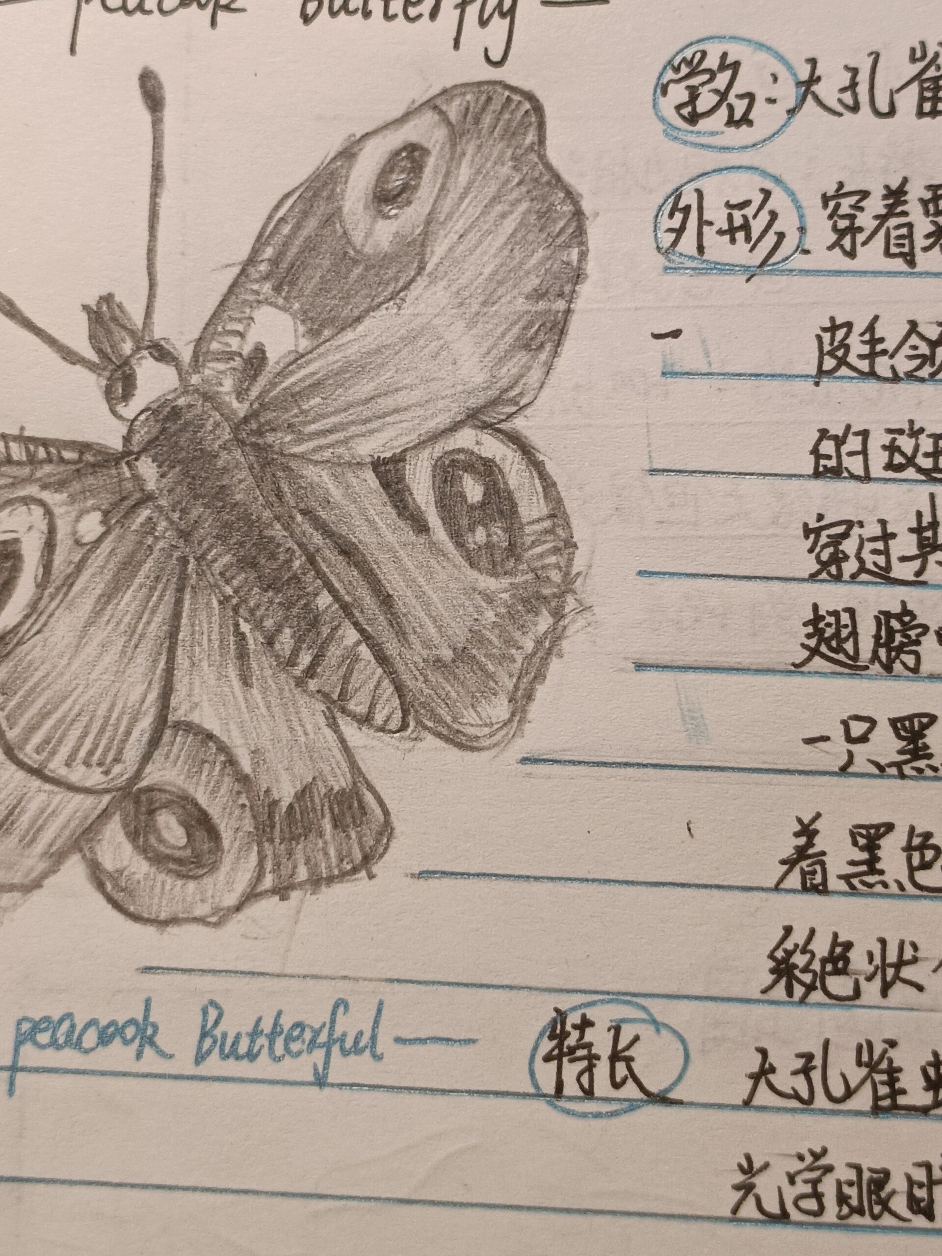 大孔雀蝶昆虫记昆虫档案