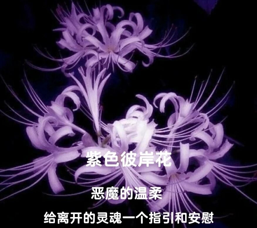 不同颜色的彼岸花花语 1