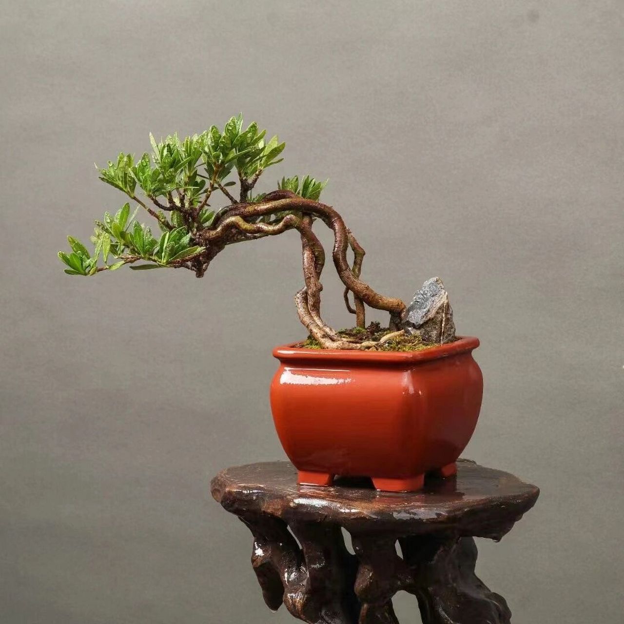 日本进口清誉栀子花,开白色花,洁白无瑕, 日本进口清誉栀子花,开白色