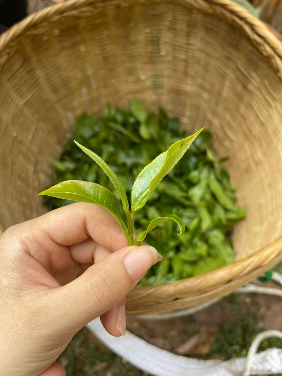 千年茶树王图片