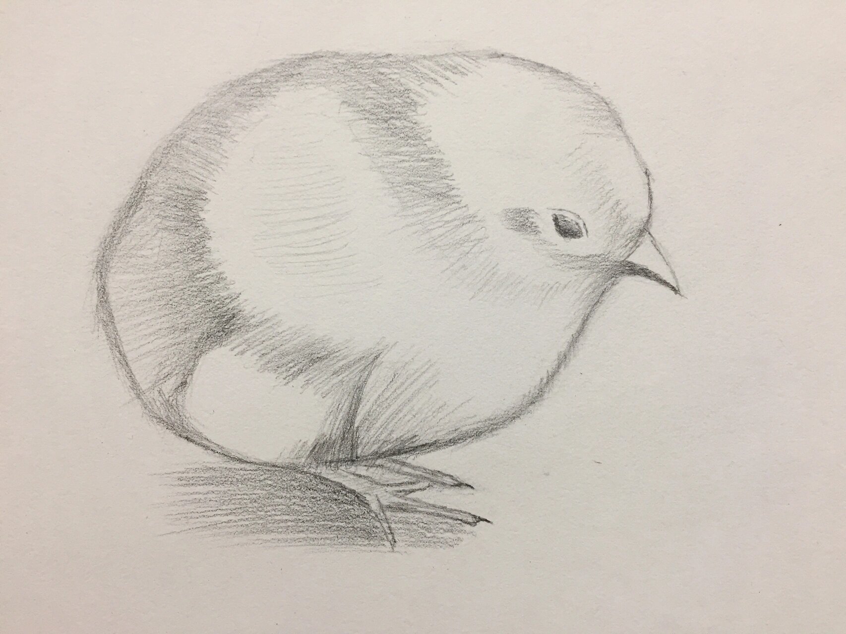 零基础学素描 小鸡91