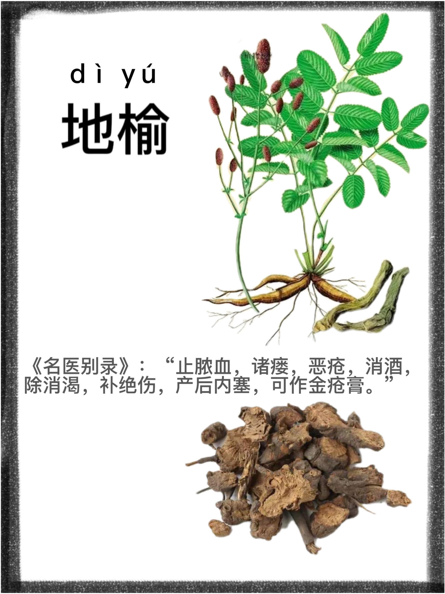 第六十七天:识《地榆》