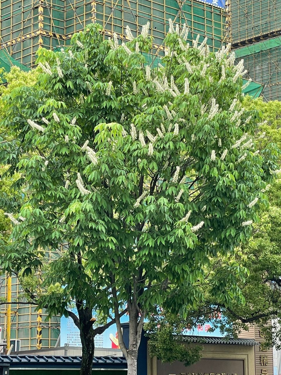 杭州唯一的珍稀行道树:七叶树,已经开花 位置:萧山金鸡路上,萧杭路至