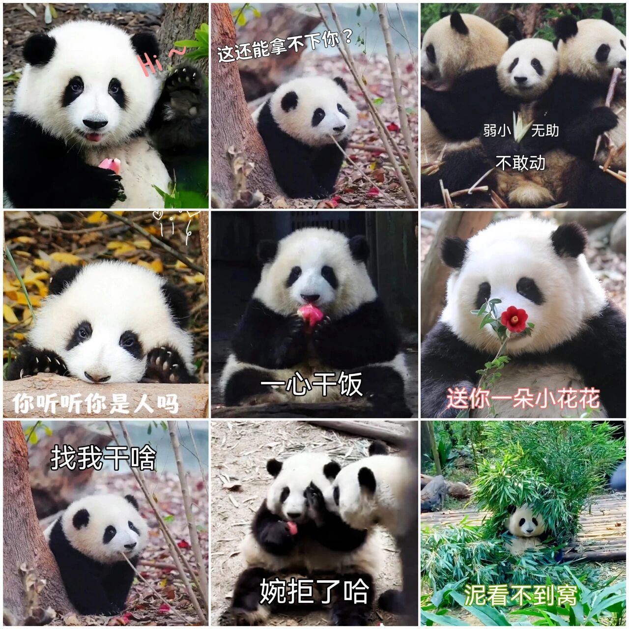 花花表情包949494 怎么会有这么可爱的小果赖～!