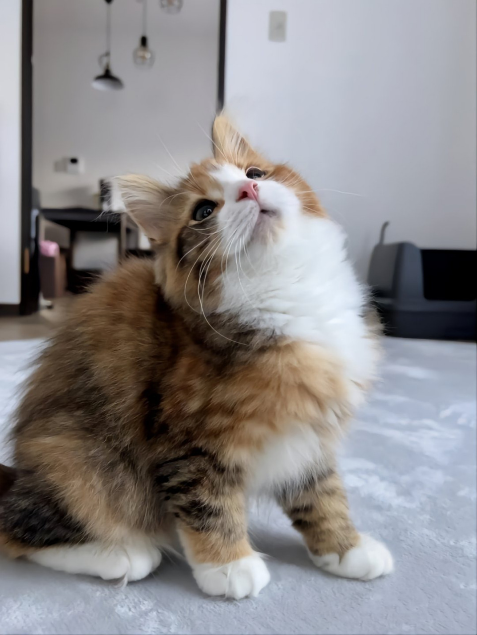 不是土拨猫,是乖乖小猫