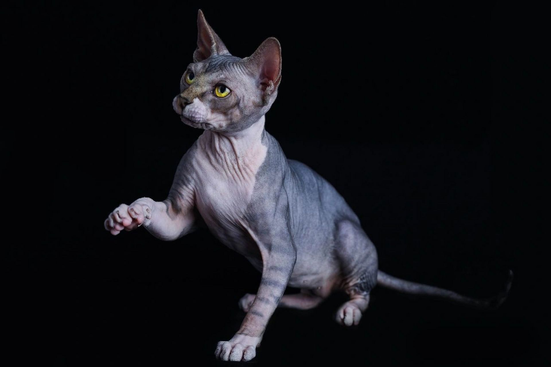 当之无愧的破坏神比鲁斯 无毛斯芬克斯猫  斯芬克斯无毛猫 近几年才