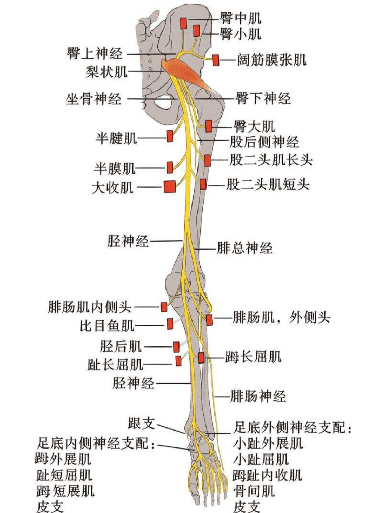 腰丛骶丛神经分布图图片