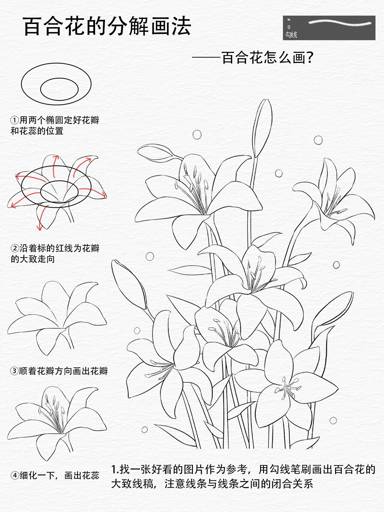 零基础学插画|百合花的分解画法79