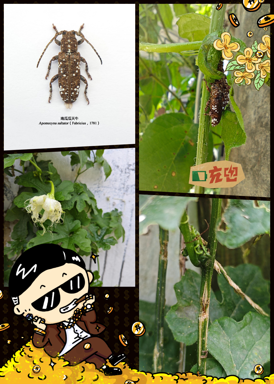 有趣的昆虫世界 || 【分类】属于天牛科,沟胫天牛亚科,瓜天牛属哦