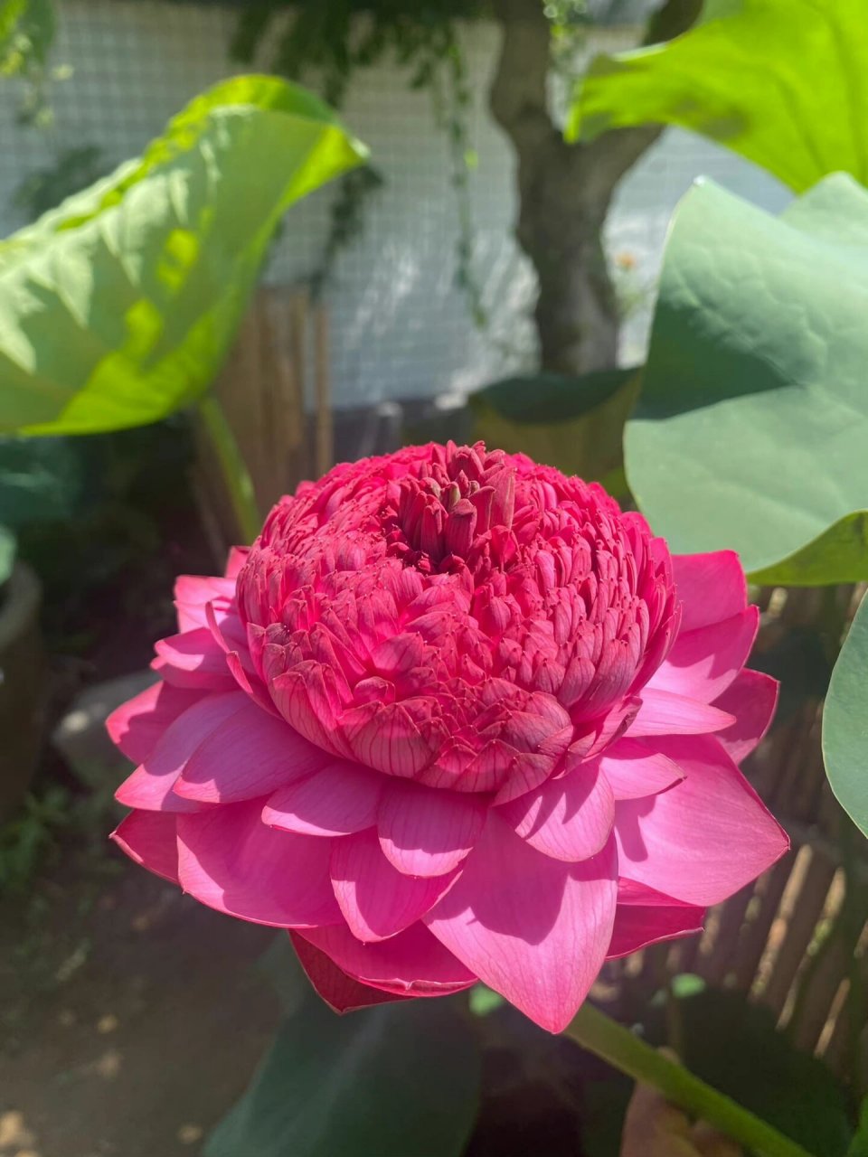 头像分享|09妈妈的荷花头可以更新喽06