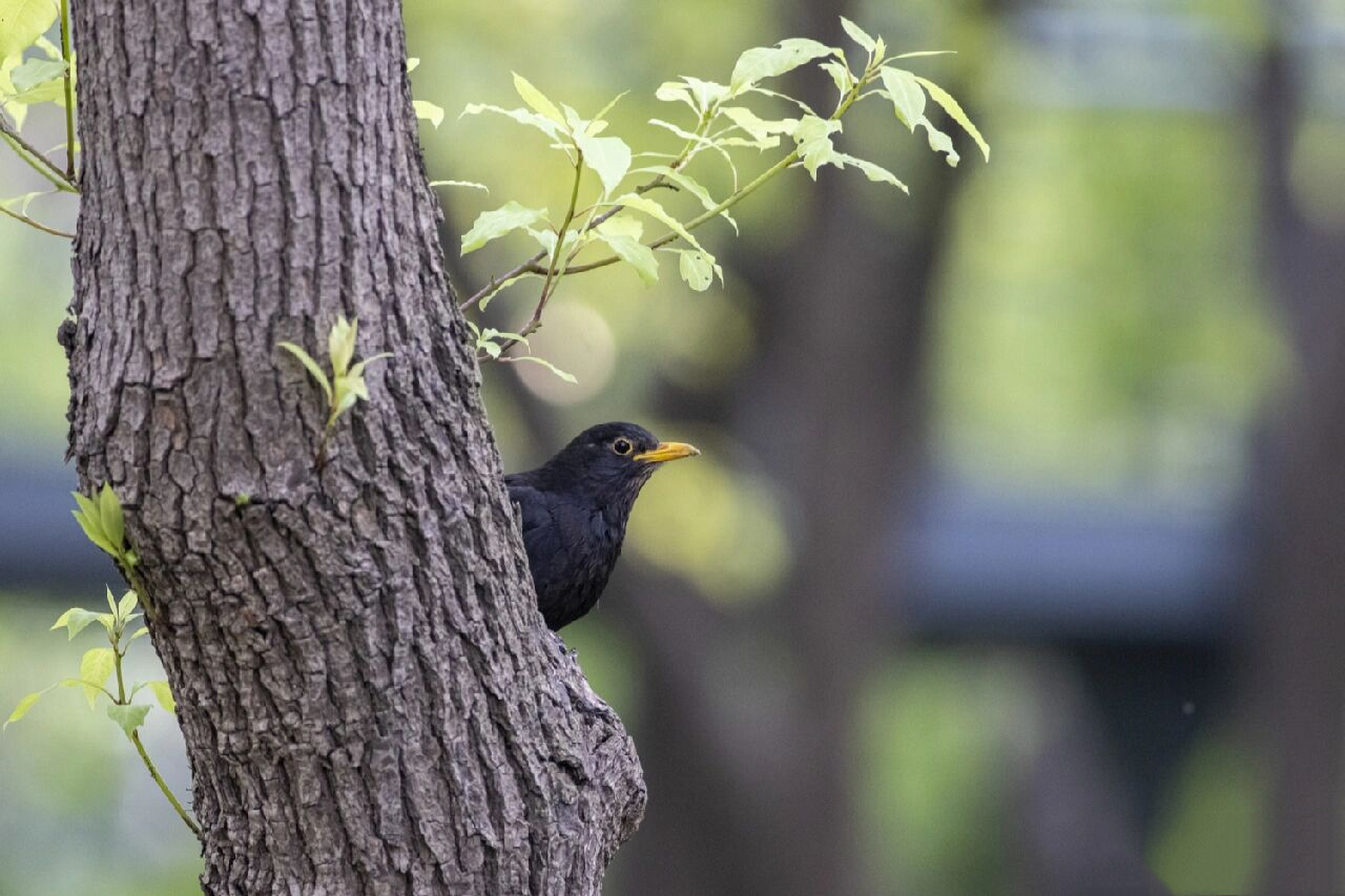 常见鸟种之乌鸫    城市常见鸟种之乌鸫.