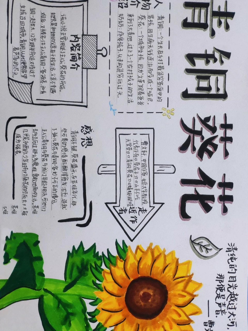 青铜葵花手抄报教程图片