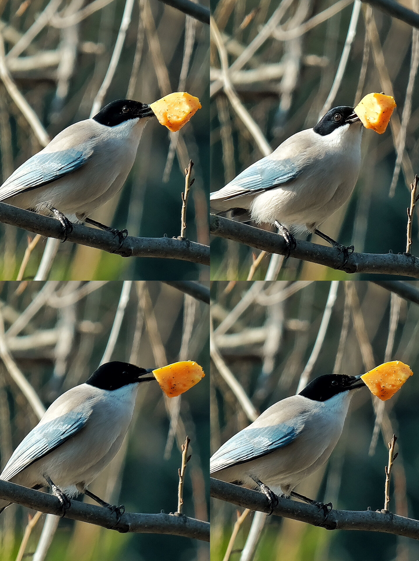 观鸟|灰喜鹊(鸟种序号:15/观鸟次数:2