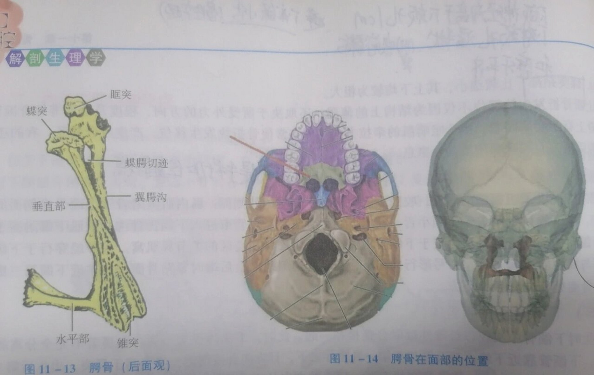 蝶骨翼突钩图片