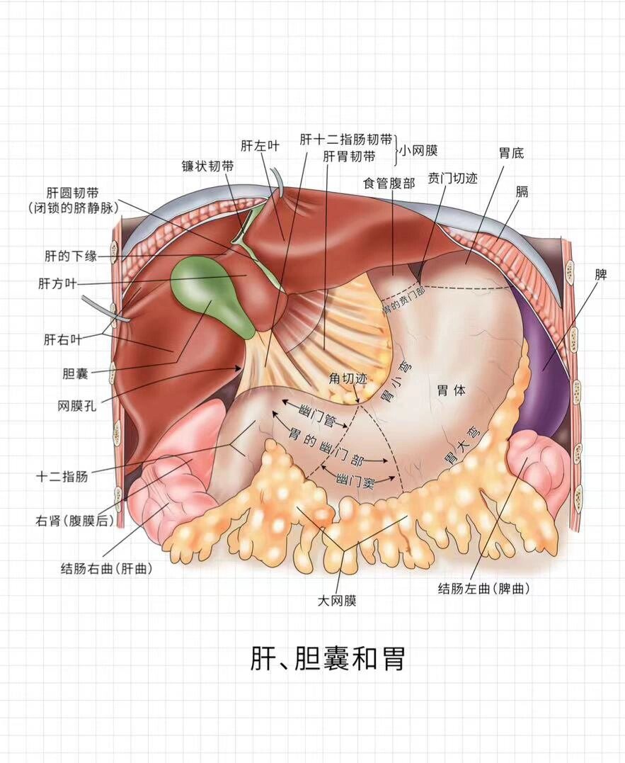 肝 胆囊 胰 胃解剖关系
