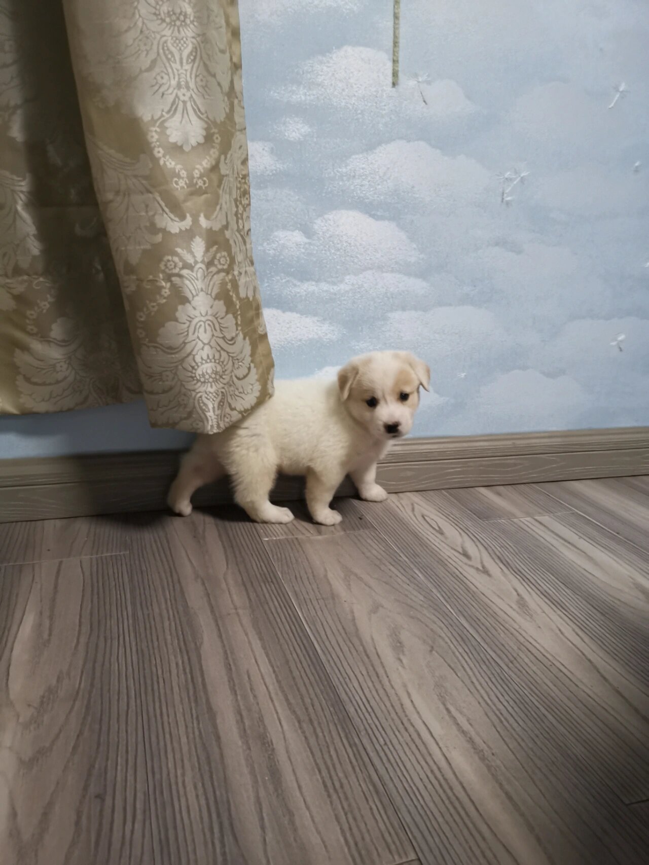 拉布拉多串串小时候的样子(1)