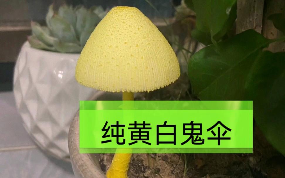 纯黄白鬼伞蘑菇图片