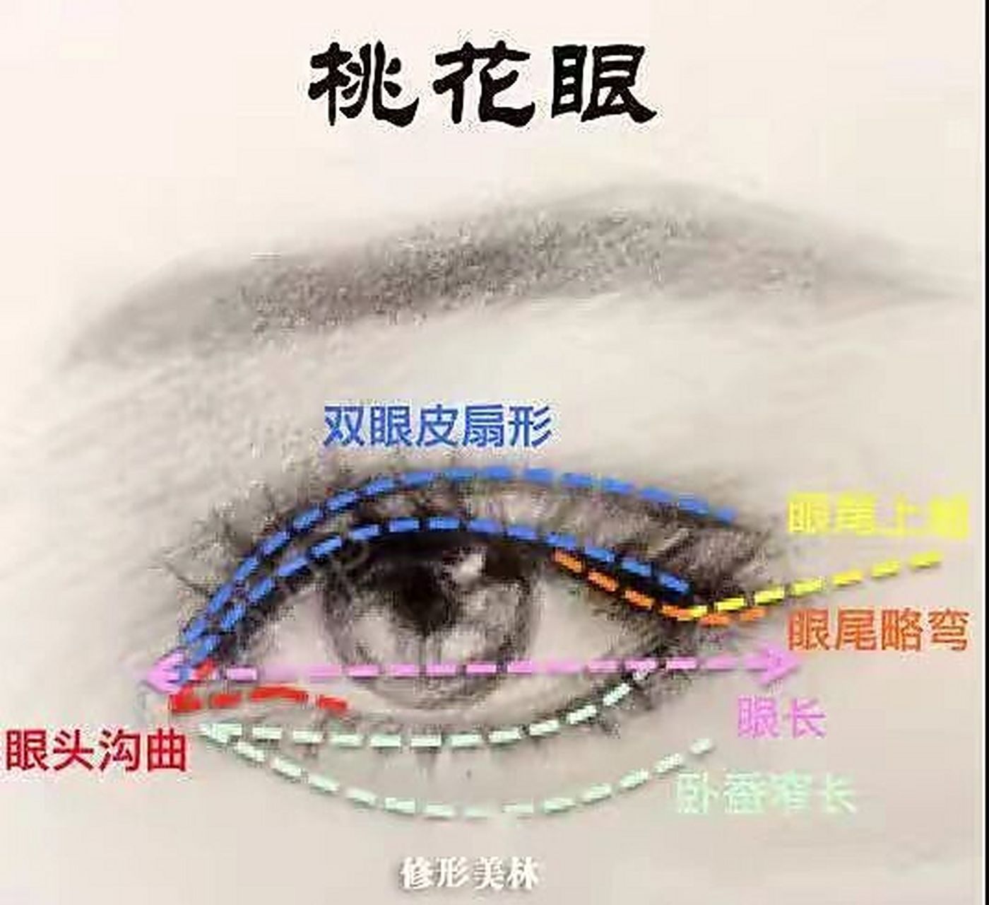 标准桃花眼 真正标准的桃花眼的人并不多,反而杏眼柳叶眼最常见.