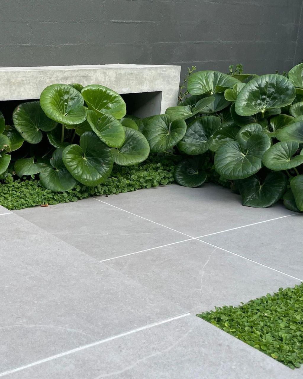 这种名叫大叶吴风草的植物 也太好看了吧,而且还非常百搭 种在花缘哪