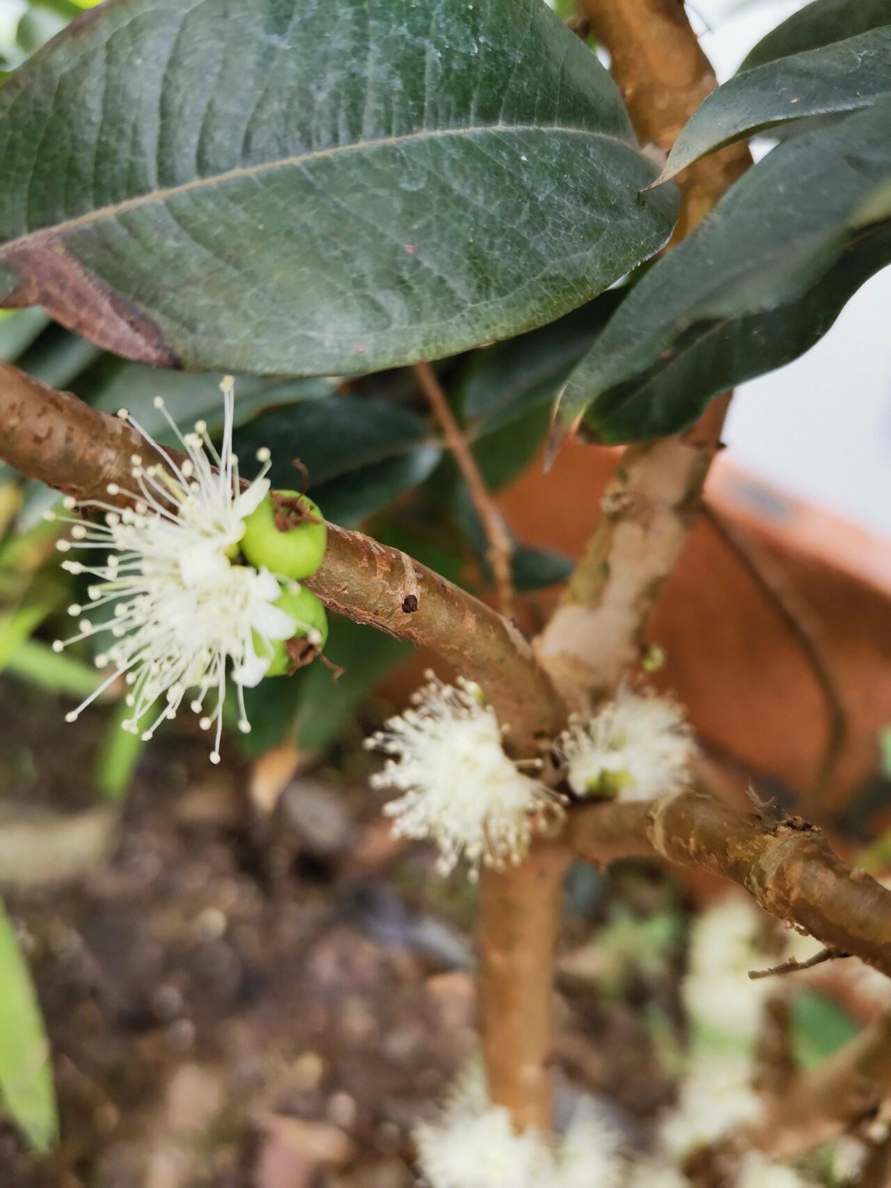 嘉宝果开花 今天花全开了,还有几颗已座果