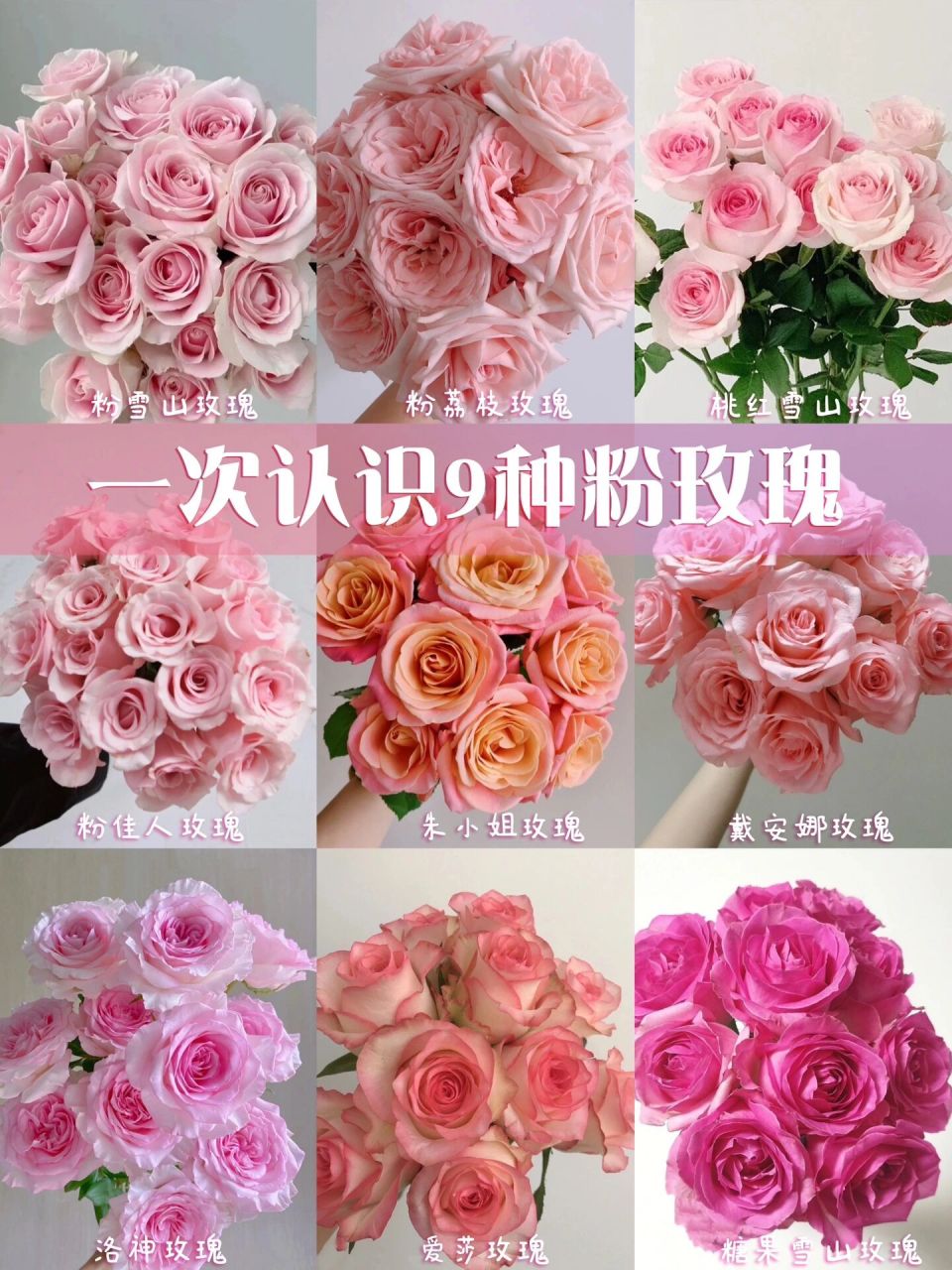 一次认识9种粉玫瑰|花语收藏94 95【粉雪山玫瑰】是花店必备的