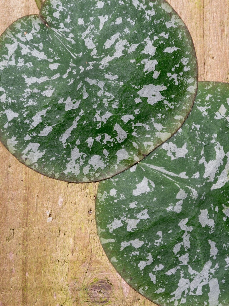 龟壳球兰 hoya imbricata 这木板本来手没办法伸过去拍照,今天有点