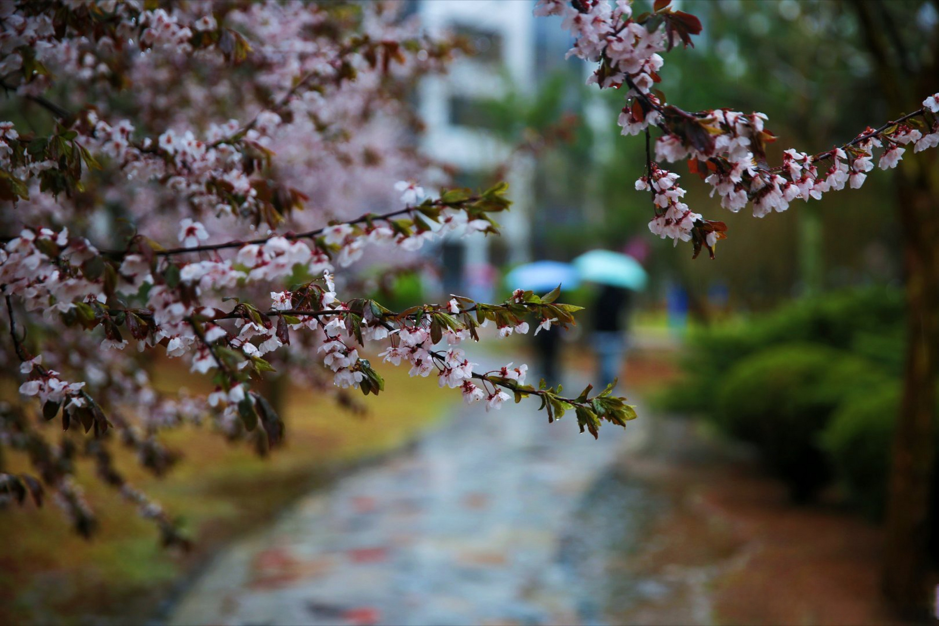 濱醫隨手拍# 有風有雨是常態, 風雨兼程是狀態, 風雨無阻是心態