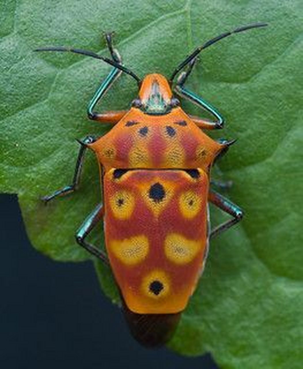 又一种被称为"珠宝甲虫"的昆虫 盾蝽科(学名:scutelleridae),又称盾