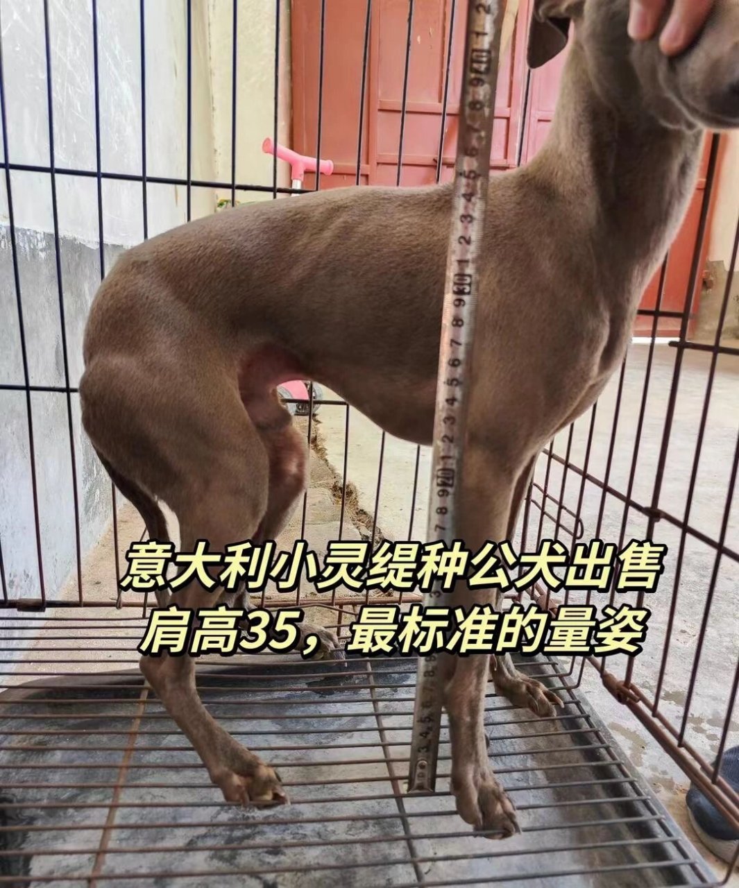 纯种意大利小灵缇种公犬 回去就可以繁殖,网红小狗,两年公,肩高35