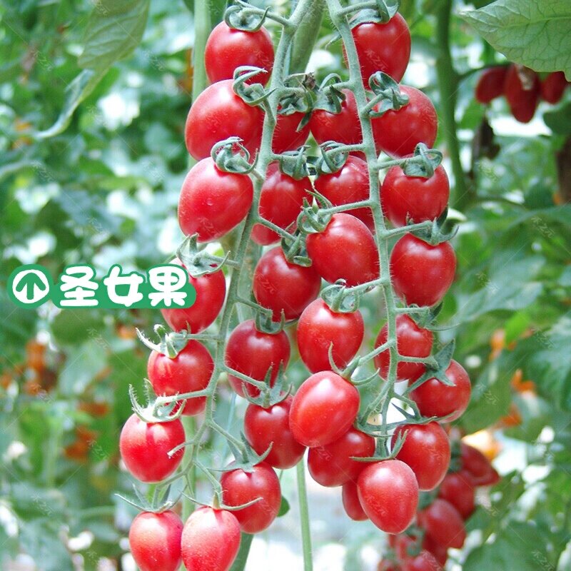 今天来给大家分享一下如何区分千禧果和圣女果8915 	 16615