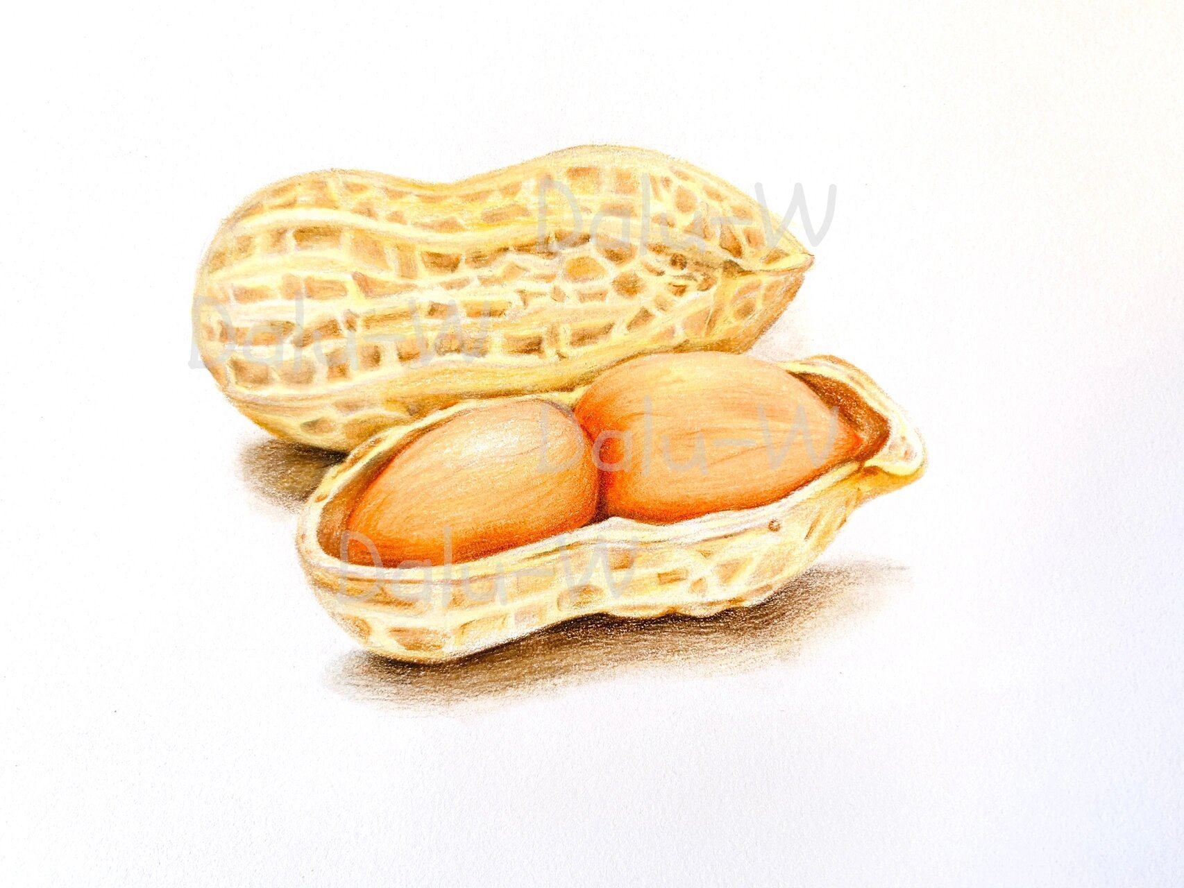 彩铅手绘|花生06 好事"花"生90