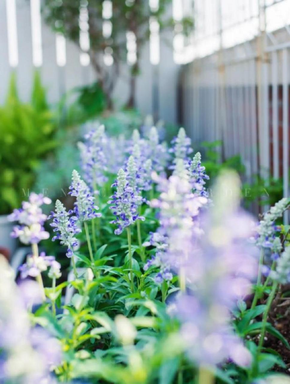 低维护草花推荐|萨丽芳鼠尾草 萨丽芳天蓝色超级鼠尾草是多年生草本 