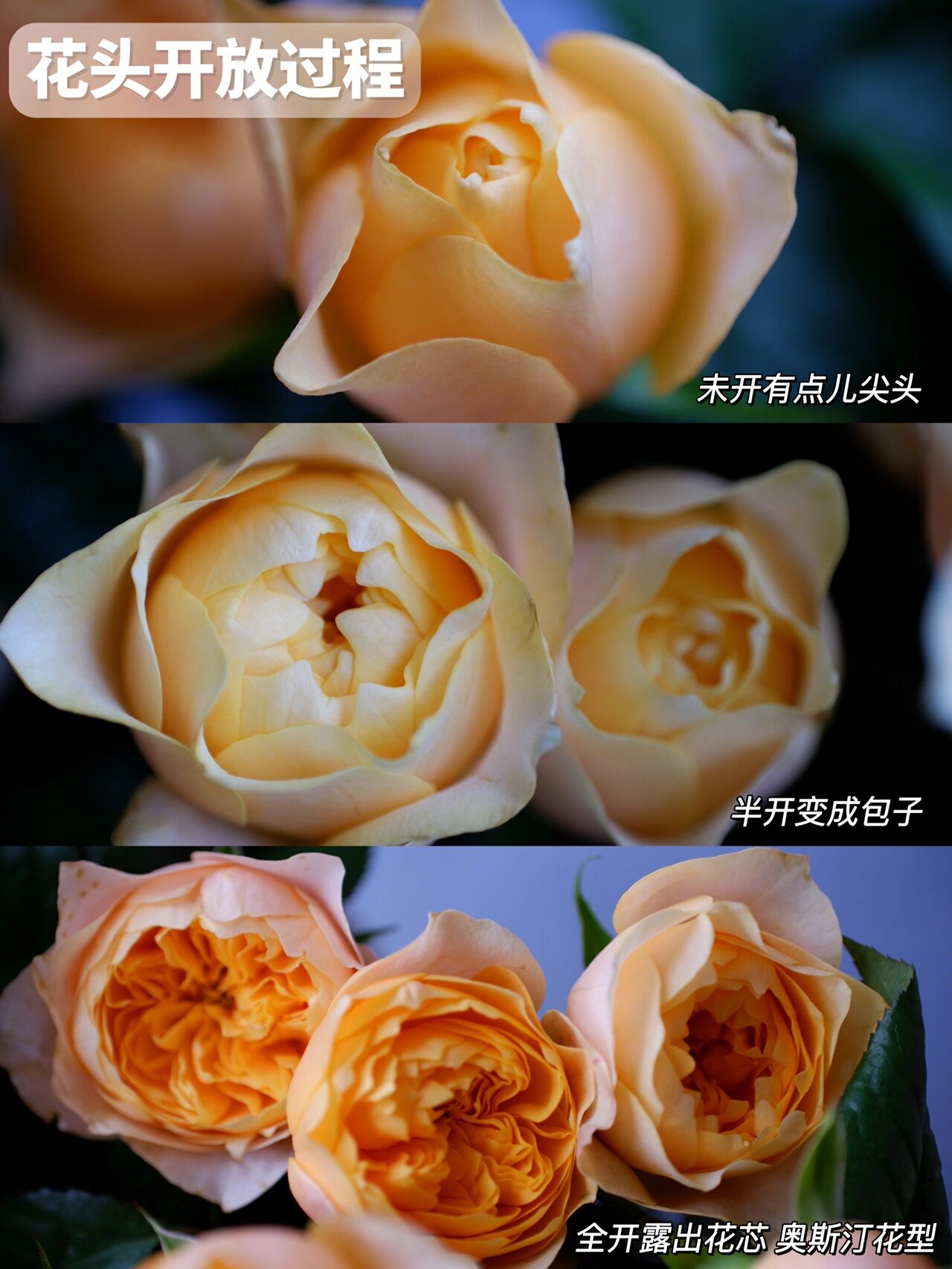 鲜花养护|谁说黄蝴蝶玫瑰不开 看我养开攻略 奥斯汀花型中,有一款玫瑰