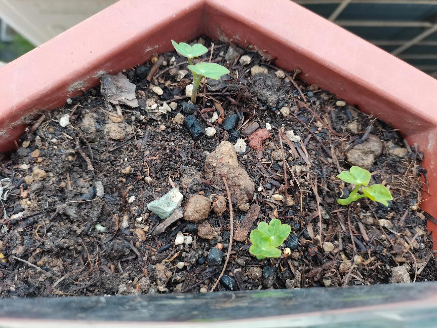 旱金莲播种,催芽进行中 旱金莲现在播种五月份就收获一片花海 我常