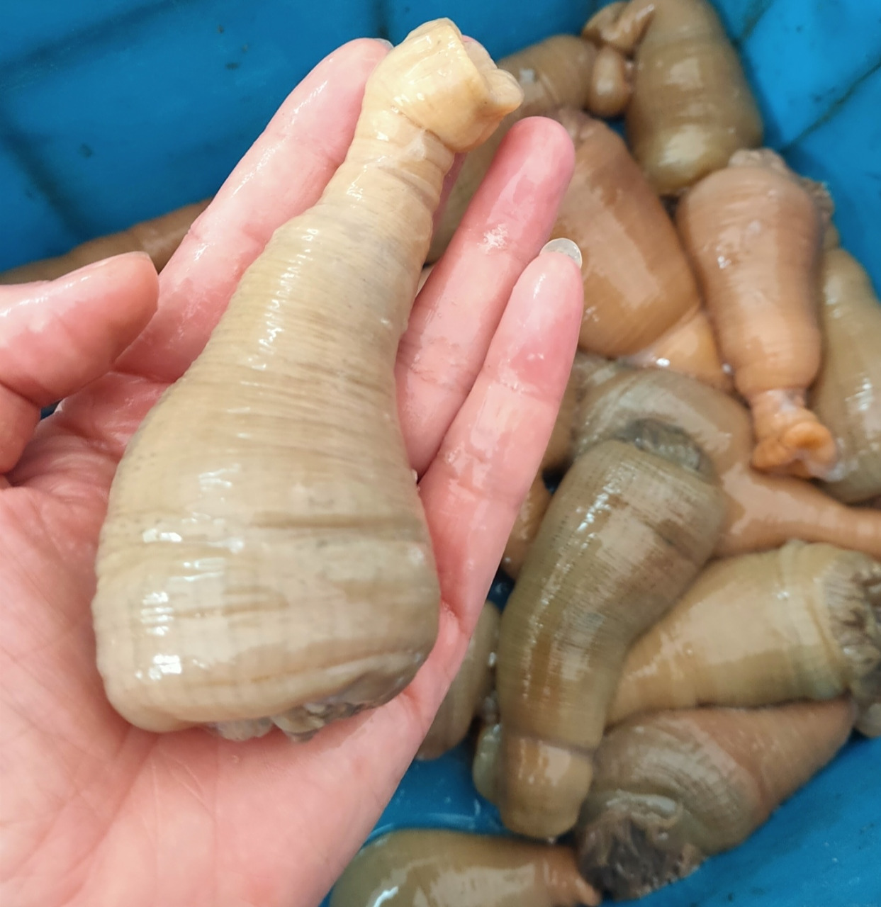 沙蒜,又名海蒜,海葵,营养价值很高. 今天主要来说说沙蒜的详细做法.