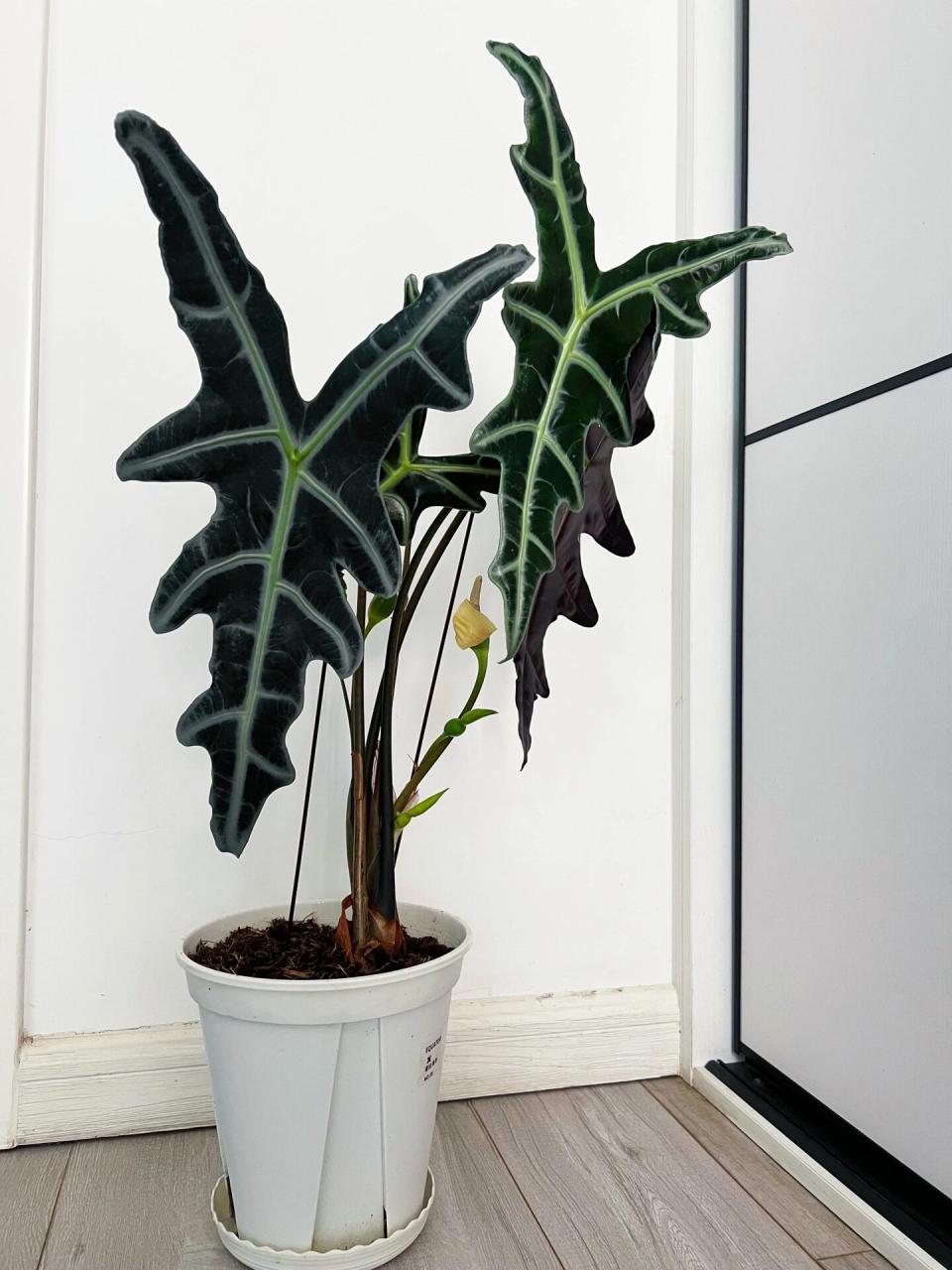 诺比海芋怎么养? 1,疏松腐叶土或沙质壤土.