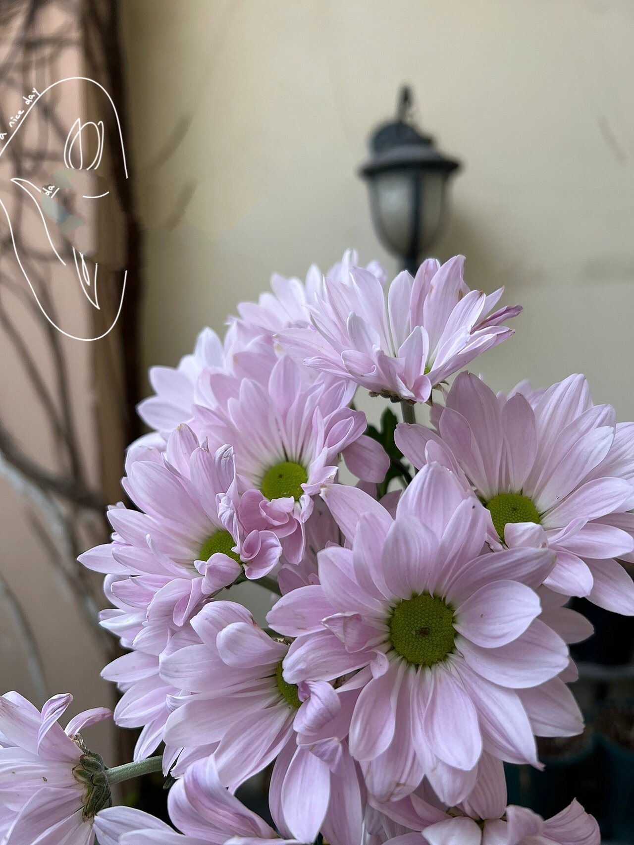 索芙特雏菊,淡紫色小菊,养着颜色变浅好仙啊