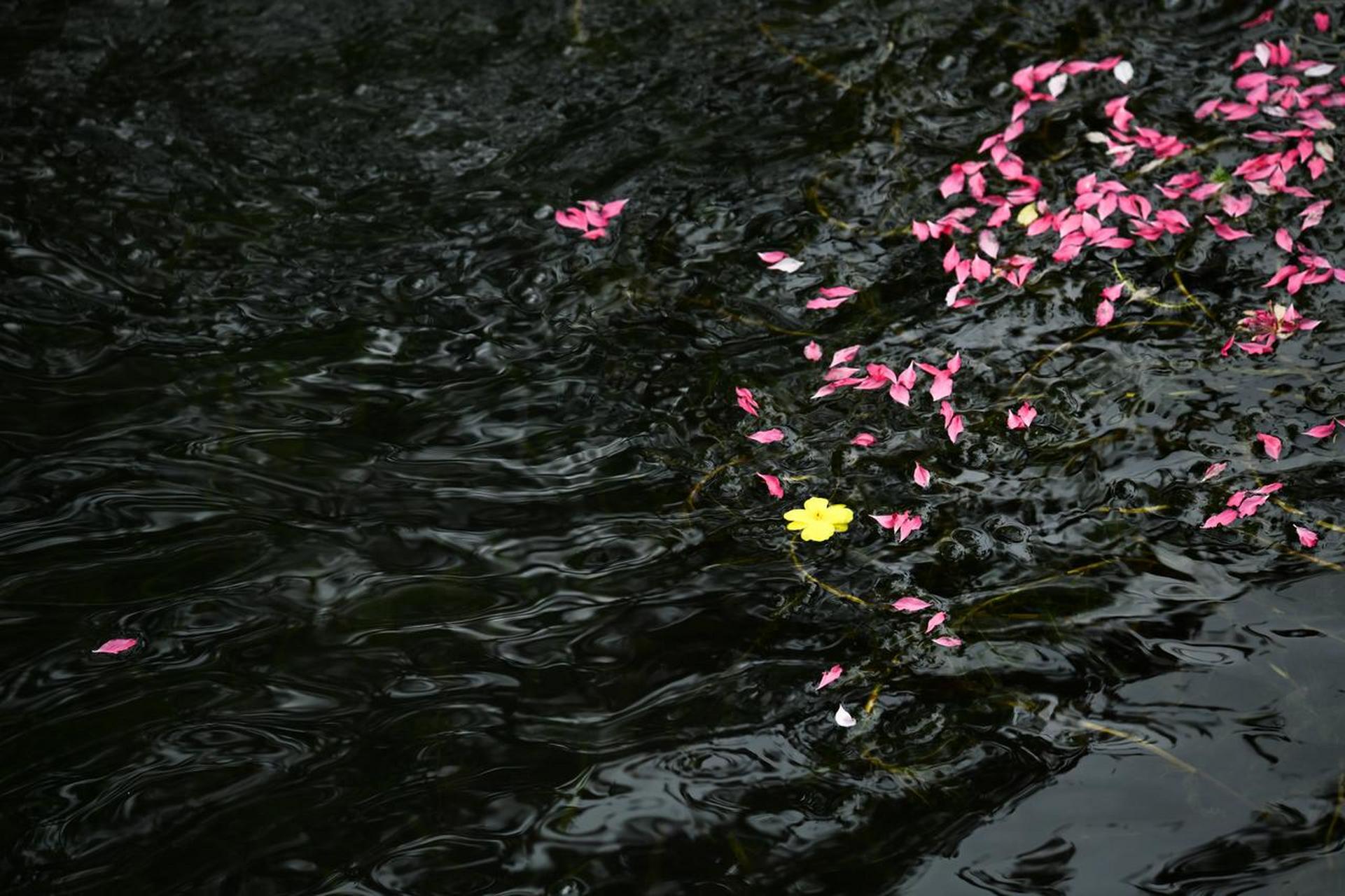 春风有何情,吹落红无言.一阵催花雨,高低飞落红.
