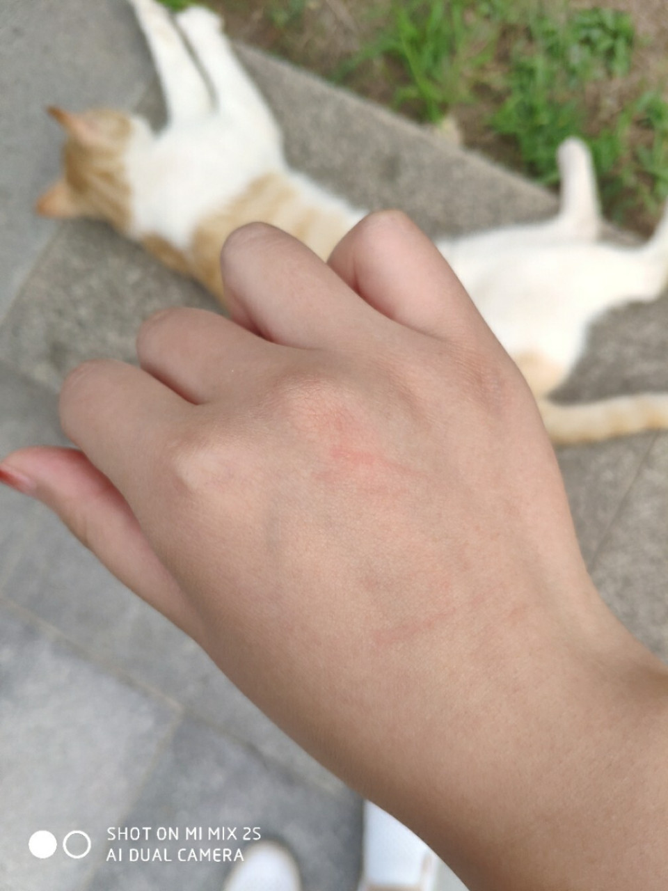 求助,被猫猫稍微爪破了皮 这种情况需要打针吗?