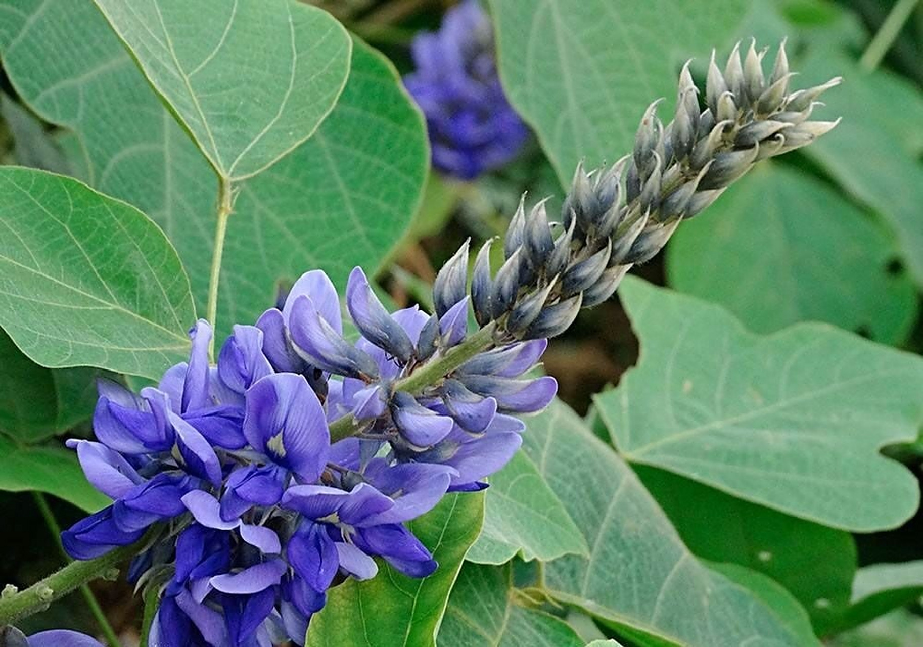 葛根/葛 葛/葛根 葛:豆科,葛属多年生草质藤本植物,块根肥厚圆柱状,叶