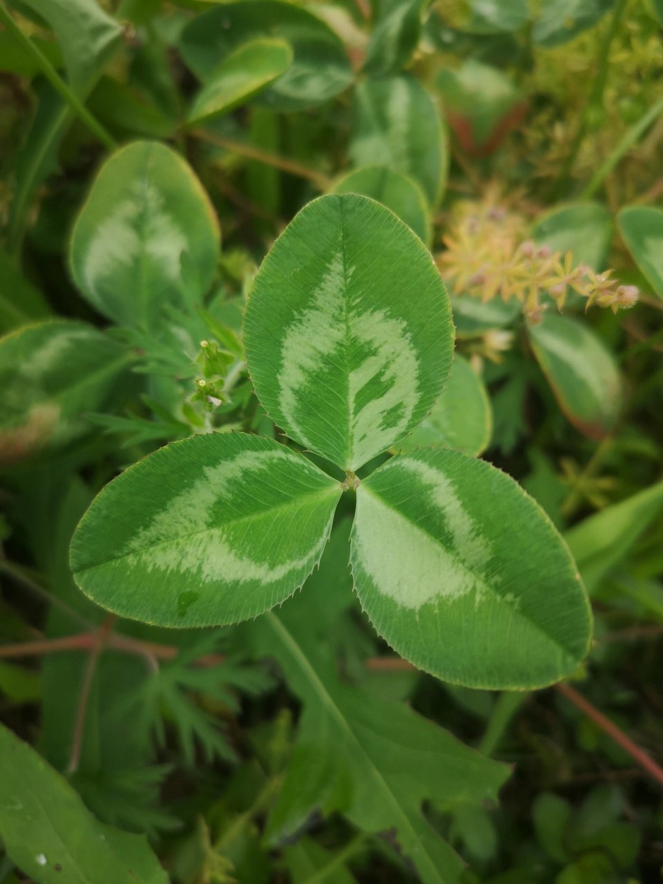 【科属】:豆科车轴草属.