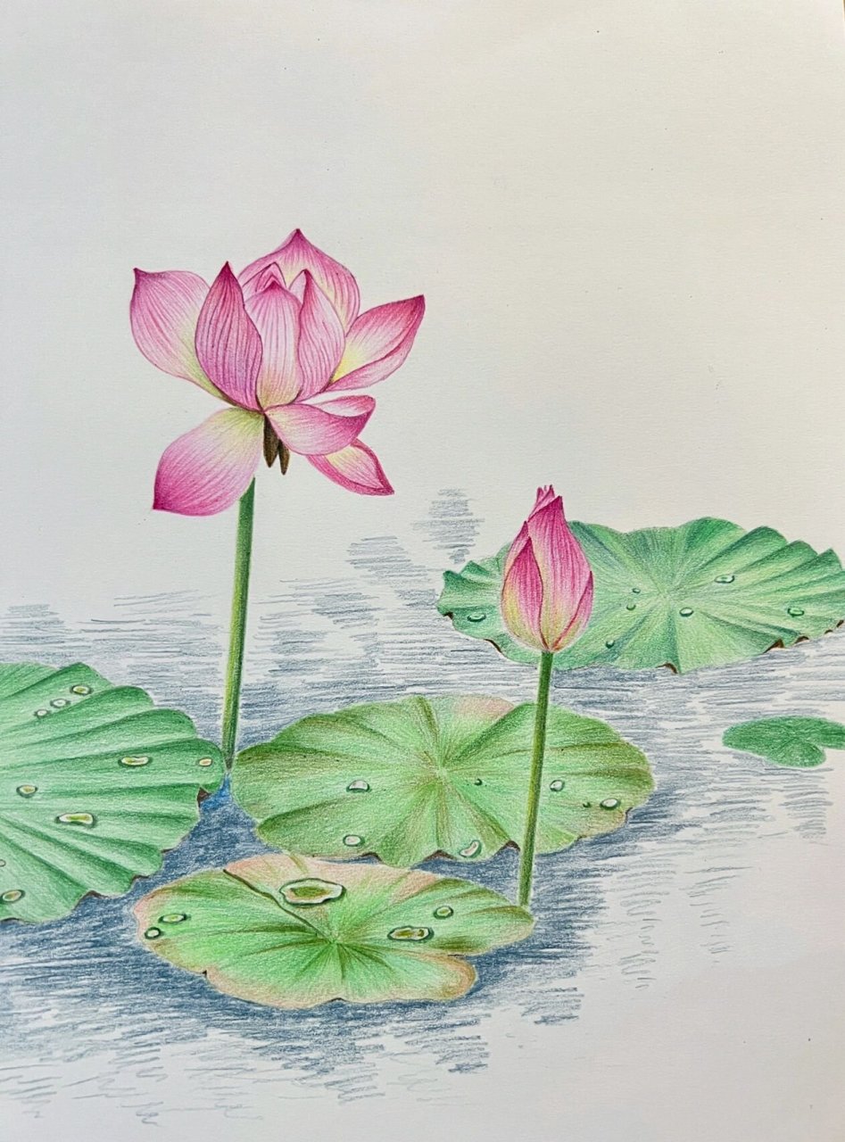 附详细步骤图 临摹《花之绘》第二册,颜色自己改动了一下,彩铅用的是