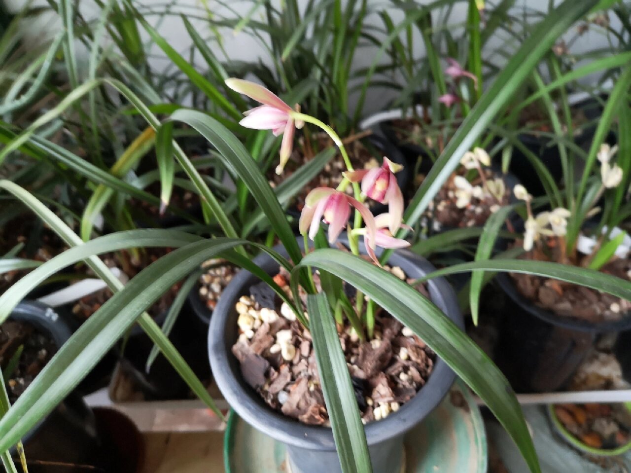 建兰仙山红开花啦