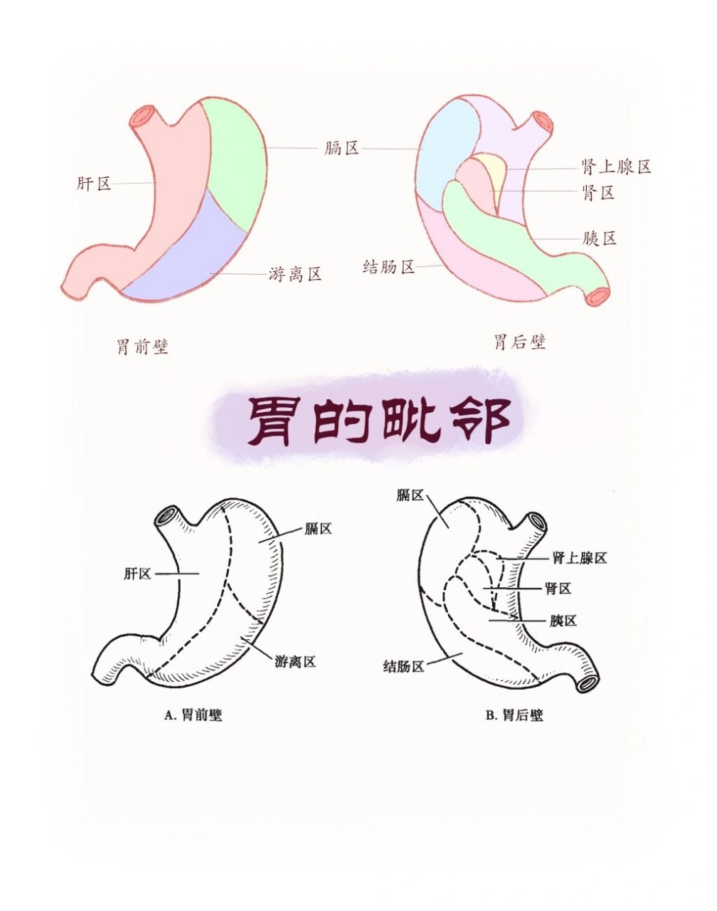 胃的毗邻图片