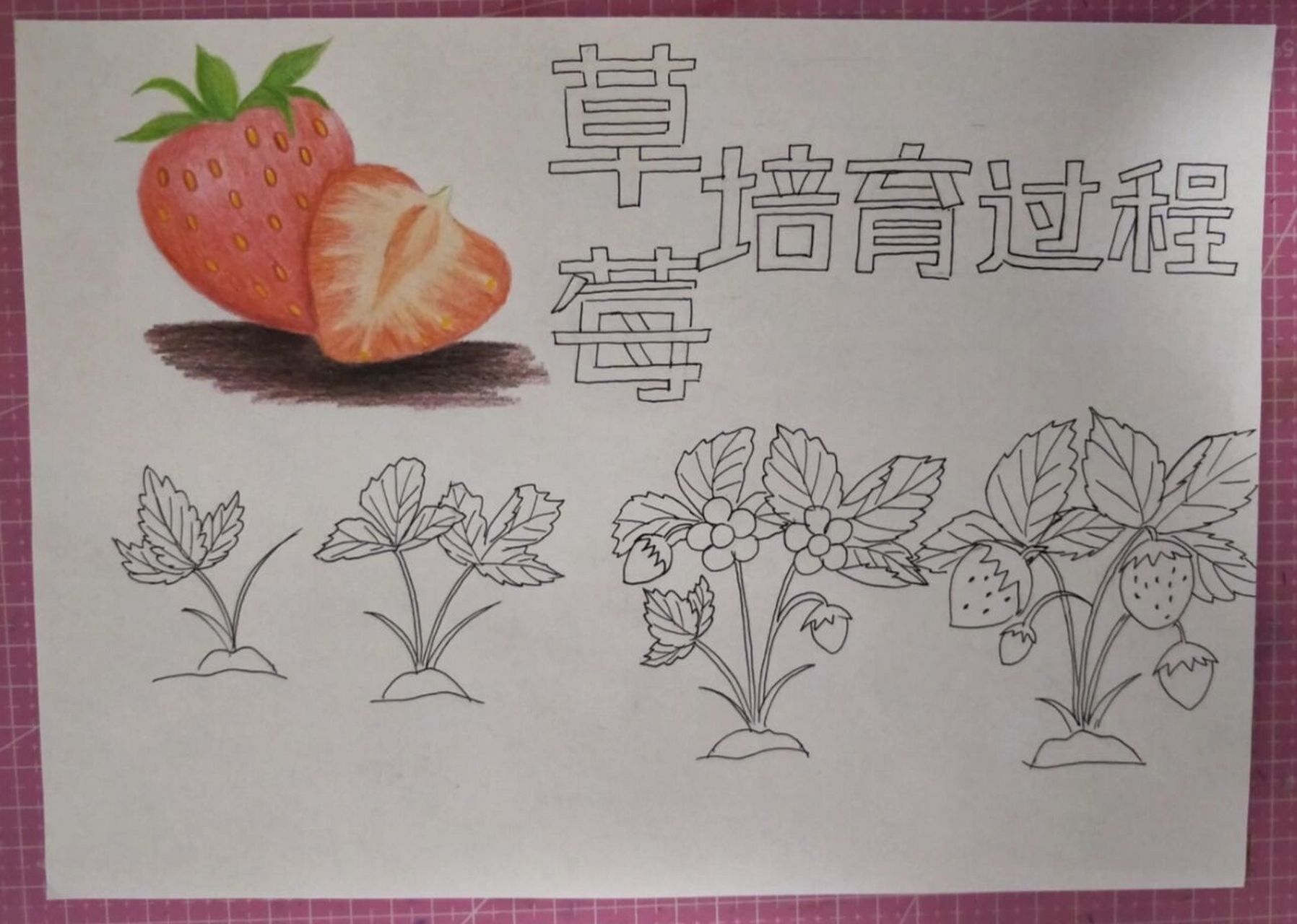 草莓种植简笔画图片