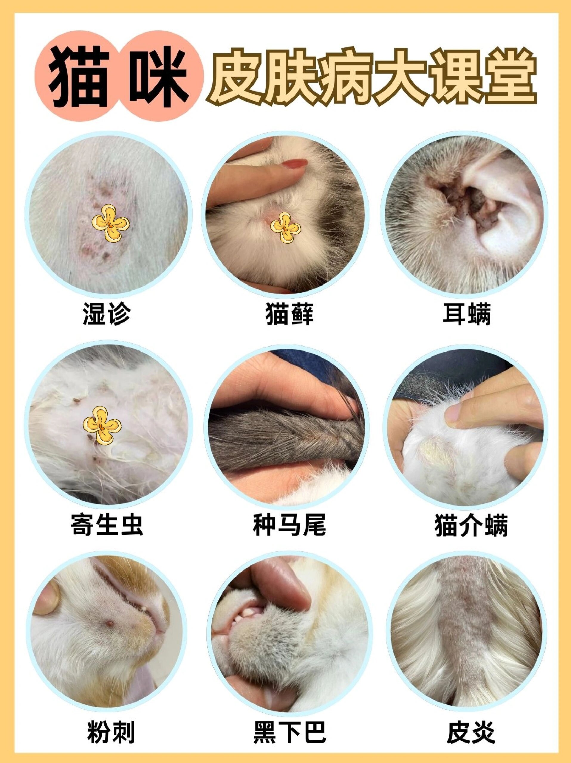 猫咪皮肤病不只有猫藓